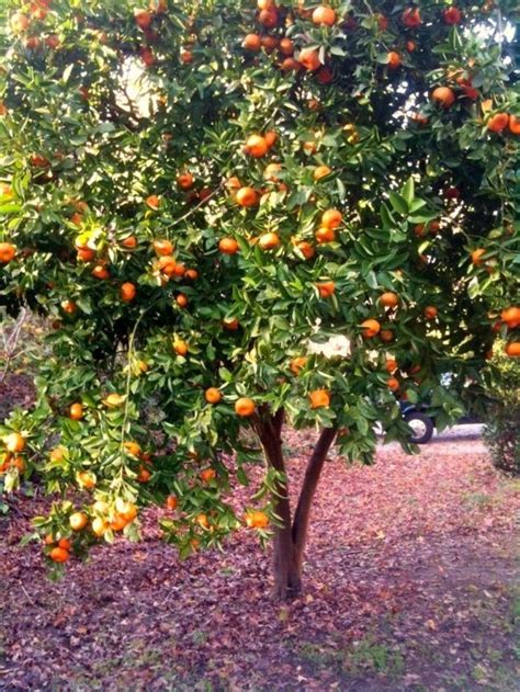 Satsuma Tangerine Tree Bahçecilik Bi̇tki̇ Doğa