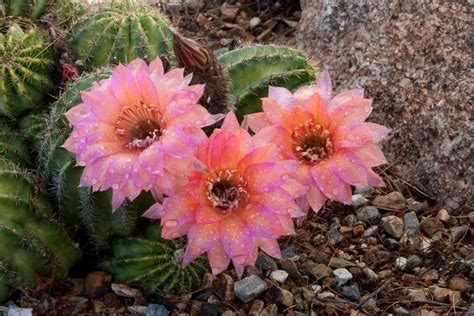 Saguaro Cactus Blossom Arizona State Flower Flowers Pinterest
