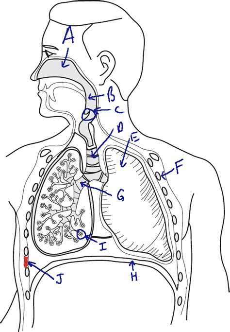 Label The Respiratory System Worksheet