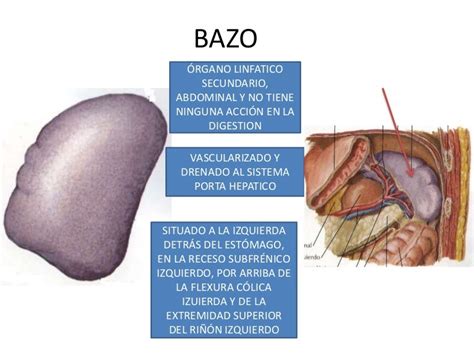 Bazo Anatomia