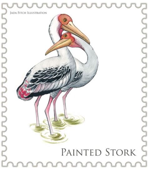 Jada Fitch Illustration Illustration Watercolor Paintings Stork