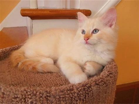 What Is A Flame Point Ragdoll Cat Cat Queries