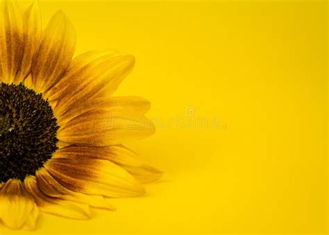 Beautiful Yellow Sunflowers Flowers On Bright Background And Sunflower