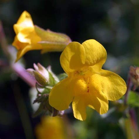 Yellow Monkey Flower Mimulus Guttatus Bee Friendly Plants Flowers