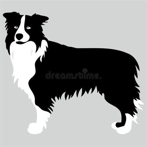 Dog Of The Breed Border Collie Silhouette In Black And White Stock