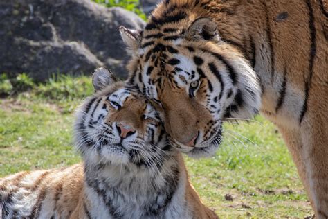 Yarko And Angara Siberian Tiger Safaripark Beekse Bergen Joey Flickr