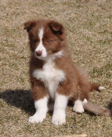 In addition to making a great companion. Adorable PB Unpapered Red & White Border Collie Pups born 01/19/14 for Sale in Allerton, Iowa ...