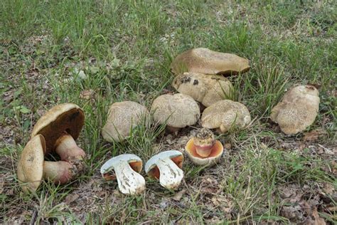 The Devils Bolete Rubroboletus Satanas Is A Poisonous Mushroom Stock