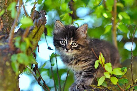 Gambar Kucing Lucu, Imut, Cantik, Manis, dan Menggemaskan ...