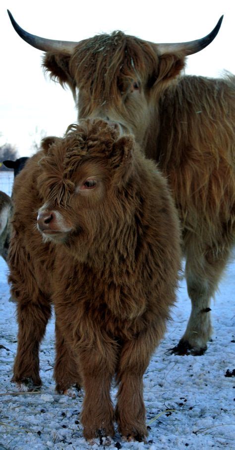 85 Best Hairy Coos Highland Cows Images In 2019 Highland Cattle