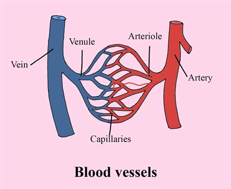 Arteries Diagram Draw Diagrams Of Arteries Veins And Capillaries In