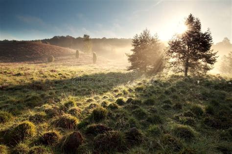 Morning Sunbeams Begind Trees Stock Photo Image Of People Serene