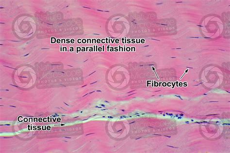 Mammal Tendon Longitudinal Section 250x Tendons And Ligaments