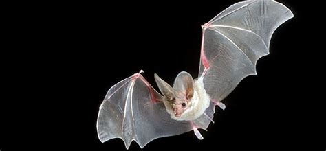 The Big Eared California Leaf Nosed Bat Critter Science