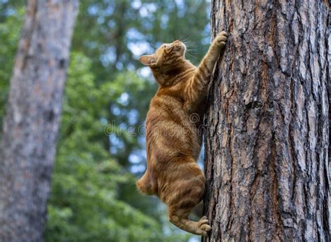 Red Cat Climbs Trees In The Garden Stock Photo Image Of Grip
