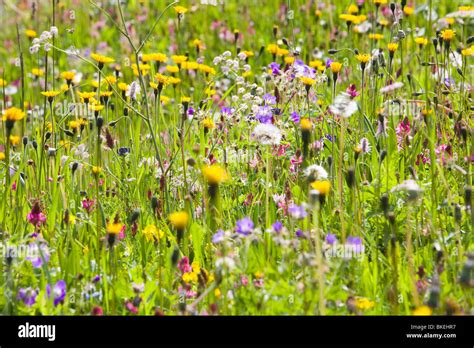 Wild Flowers Growing In The Dolomite Mountains Of Italy Stock Photo Alamy