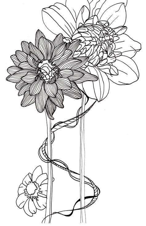 Line Drawing Flowers Dahlias Flower Line Drawings Flower Drawing Floral Art