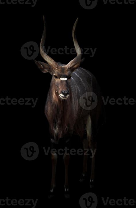 Male Nyala Standing In The Dark 7440178 Stock Photo At Vecteezy