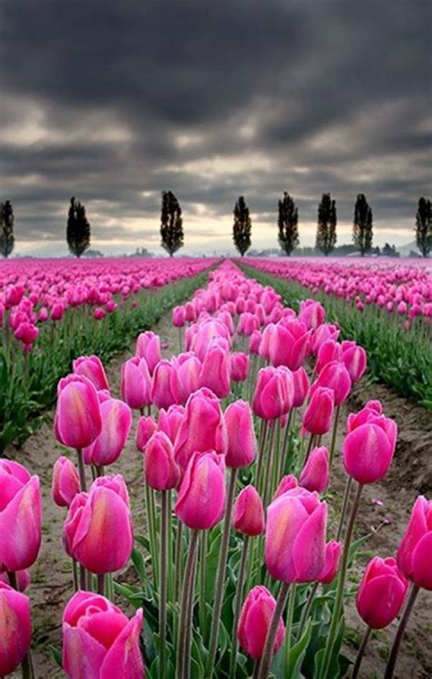 Walk Through The Tulip Fields of Skagit Valley - XciteFun.net