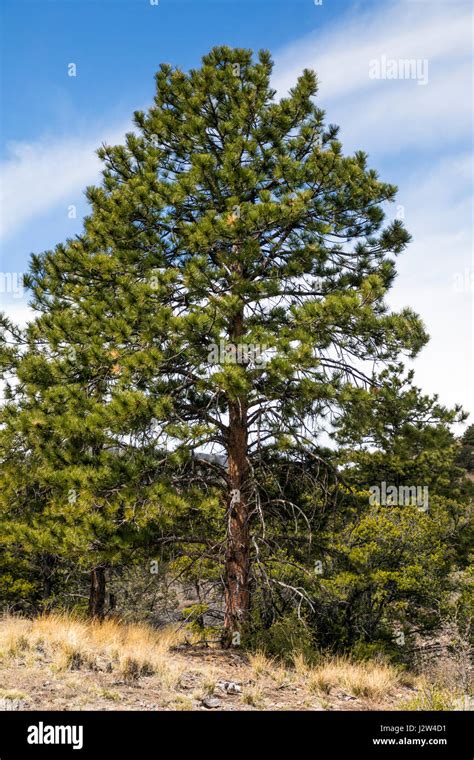 Pinus Ponderosa Ponderosa Pine Bull Pine Blackjack Pine Western