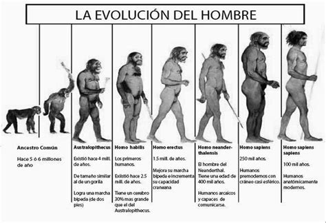 Etapas De La Evolucion Del Ser Humano Timeline Timetoast Timelines Images Images And Photos Finder