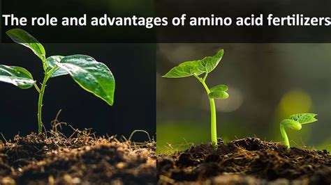 The Role And Advantages Of Amino Acid Fertilizers