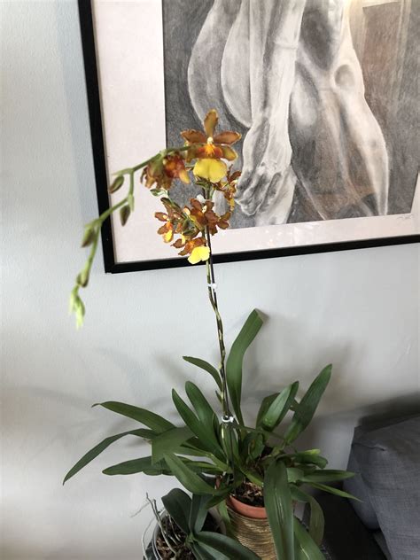 Catatante Oncidium Orange Kiss 07112019 Oncidium Oncidium Orchids