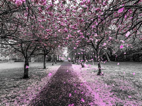 Spring Rain Cherry Blossoms Photograph By Eben Gourley Pixels