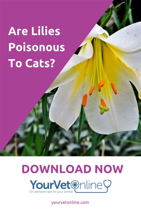 Check spelling or type a new query. Are lilies poisonous to cats? | Find out what lilies are ...
