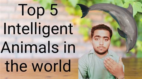 Top 5 Most Intelligent Animal In The World Youtube