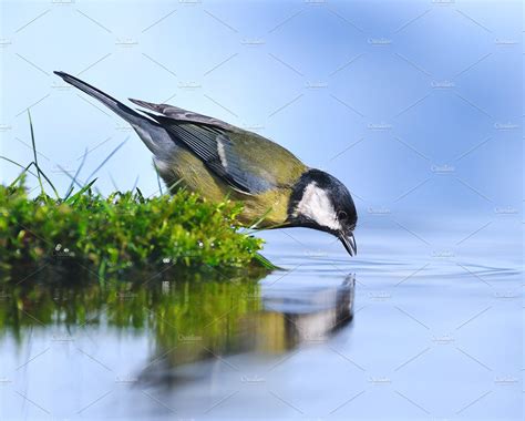 Bird Drinking Water Containing Bird Water And Tit High Quality