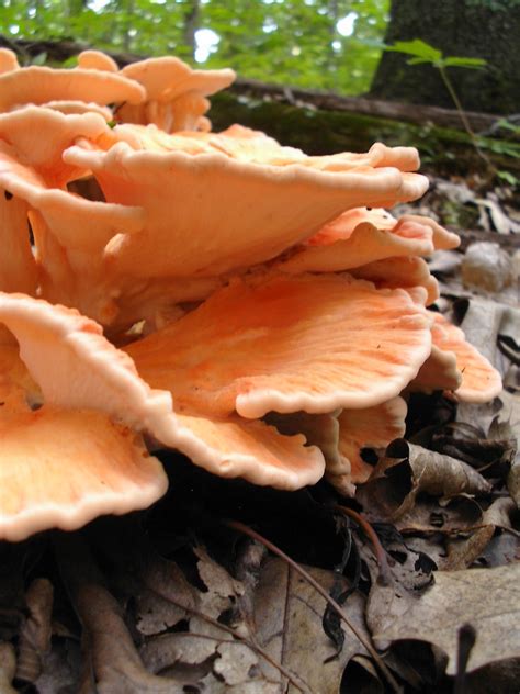 Mid Missouri Morels And Mushrooms Mushrooms 101 Fall Mushroom Class
