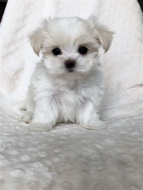 Think of supplementing 30 to 40 more calories per extra pound of body weight as contrasted to a larger pet. Teacup Maltese short nose puppy for sale! | iHeartTeacups