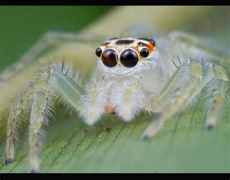 A Female Telamonia Jumping Spider The Worlds Scariest Spiders