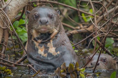 giant wild otter seen in the bermejo river for first time in over a century the optimist daily