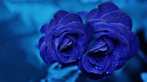 Blue Rose Wallpaper 4k Background Hd Wallpaper Background Images And