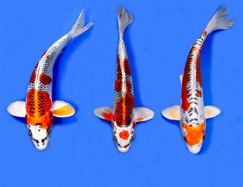 Selection Blue Ridge Koi And Goldfish Koi Fish Koi Fish Hatchery