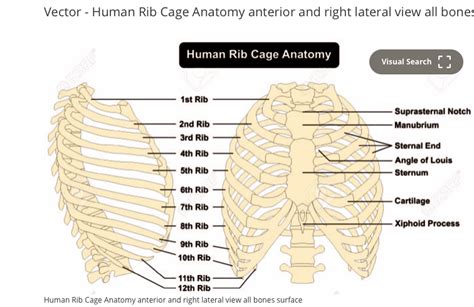 Rib Cage Anatomy Side View How To Assess Your Posture Side View The