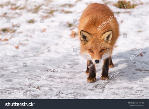 Ezo Red Fox Hokkaido Japan Stock Photo Edit Now 1589460451