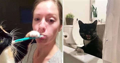 14 Cats Shamelessly Disrespecting Peoples Purrsonal Space Viral Cats