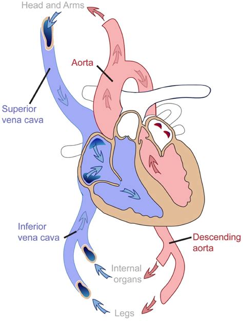 Circulatory System