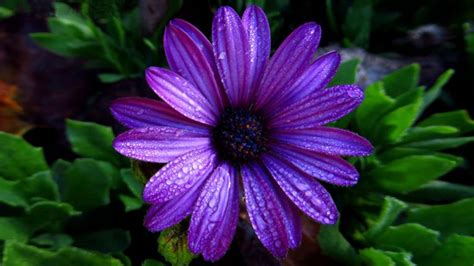 Aster Flower Dark Purple Color With Water Droplets Full Hd