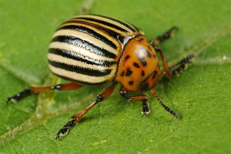How To Rid Your Garden Of Potato Bugs