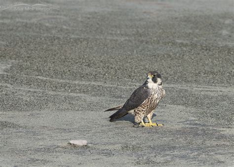 Young Peregrine Falcon And The Great Salt Lake On The Wing Photography