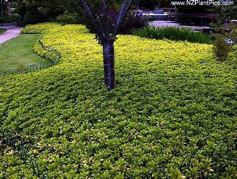 Japanese Garden Ground Cover Plants