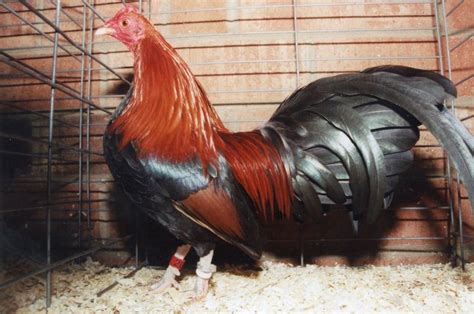 Bb Red Old English Game Bantam For Sale 1 Trusted Vendor