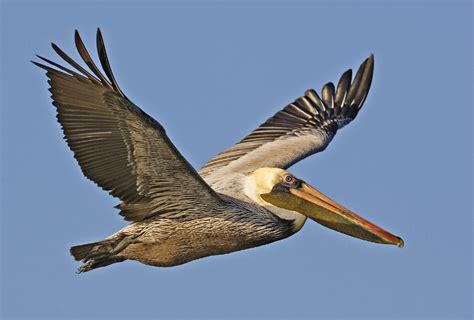 Flying Brown Pelican Free Stock Photo Public Domain Pictures