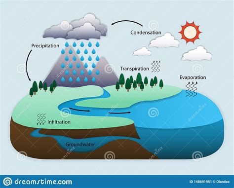 Diagrama Del Ciclo Del Agua En La Naturaleza Ilustraci N Del Vector Ilustraci N De Paisaje