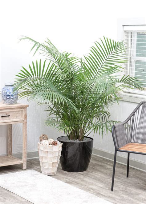 Areca Palm For Sale Online Full Sized High Quality Plant Shipped To You