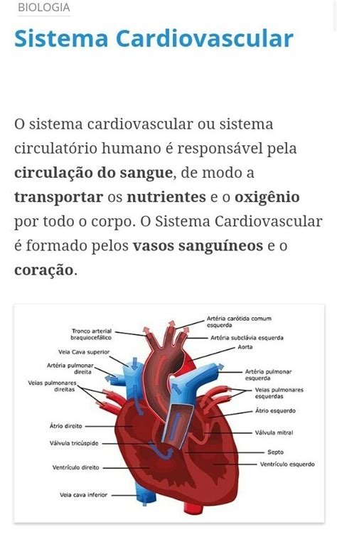 Sistema Circulatorio Ou Cardiovascular Resumos E Mapas Mentais Images